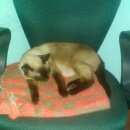 Подробнее об объявлении «Москва Найдена кошка сиамская кошка» Фото: найдена кошка Сиамская «Москва Найдена кошка сиамская кошка» в г. Москва