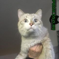 Подробнее об объявлении «Москва Найден кот гольяново» Фото: найдена кошка Тайская «Москва Найден кот гольяново» в г. Москва