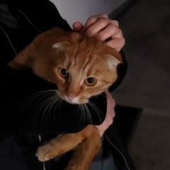 Подробнее об объявлении «Москва Найдена кошка, академика анохина» Фото: найдена кошка  «Москва Найдена кошка, академика анохина» в г. Москва