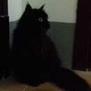 Подробнее об объявлении «Найден кот черный кот Верхняя Пышма» Фото: найдена кошка  «Найден кот черный кот Верхняя Пышма» в г. Верхняя Пышма