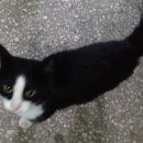 Подробнее об объявлении «Новосибирск Найдена кошка» Фото: найдена кошка  «Новосибирск Найдена кошка» в г. Новосибирск