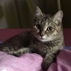 Подробнее об объявлении «Найдена кошка Курган» Фото: найдена кошка  «Найдена кошка Курган» в г. Курган
