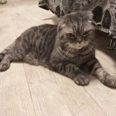 Подробнее об объявлении «Найдена кошка е Омск» Фото: найдена кошка  «Найдена кошка е Омск» в г. Омск