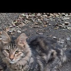 Подробнее об объявлении «Найден кот Воронеж» Фото: найдена кошка  «Найден кот Воронеж» в г. Воронеж