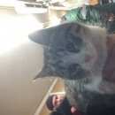 Подробнее об объявлении «Москва Найдена кошка два одинаковых котёнка» Фото: найдена кошка  «Москва Найдена кошка два одинаковых котёнка» в г. Москва