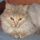 Подробнее об объявлении «Москва Найдена кошка» Фото: найдена кошка  «Москва Найдена кошка» в г. Москва