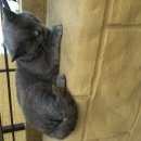 Подробнее об объявлении «Найден кот британский кот, Геленджик» Фото: найдена кошка Британская короткошерстная «Найден кот британский кот, Геленджик» в г. Геленджик