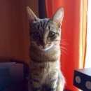 Подробнее об объявлении «Москва Найдена кошка» Фото: найдена кошка  «Москва Найдена кошка» в г. Москва