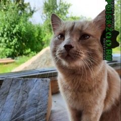 Подробнее об объявлении «Найден кот рыжий кот Нижний Новгород» Фото: найдена кошка  «Найден кот рыжий кот Нижний Новгород» в г. Нижний Новгород