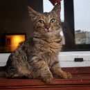 Подробнее об объявлении «Москва Найдена кошка жулебино» Фото: найдена кошка  «Москва Найдена кошка жулебино» в г. Москва