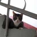 Подробнее об объявлении «Санкт-Петербург Найдена кошка московский район спб» Фото: найдена кошка  «Санкт-Петербург Найдена кошка московский район спб» в г. Санкт-Петербург