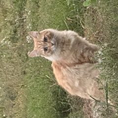 Подробнее об объявлении «Найдена кошка Троицк» Фото: найдена кошка  «Найдена кошка Троицк» в г. Троицк