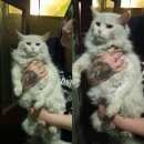 Подробнее об объявлении «Москва Найдена кошка белого окраса в ошейнике красном» Фото: найдена кошка  «Москва Найдена кошка белого окраса в ошейнике...» в г. Москва