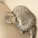 Подробнее об объявлении «Москва Найден котёнок краснопресненская» Фото: найдена кошка  «Москва Найден котёнок краснопресненская» в г. Москва