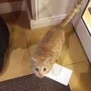 Подробнее об объявлении «Переславль-Залесский Найден кот» Фото: найдена кошка  «Переславль-Залесский Найден кот» в г. Переславль-Залесский