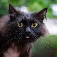 Подробнее об объявлении «Найден кот район измайловского парка Москва» Фото: найдена кошка  «Найден кот район измайловского парка Москва» в г. Москва