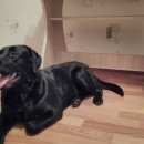 Подробнее об объявлении «Красноярск Найдена собака» Фото: найдена собака Лабрадор ретривер «Красноярск Найдена собака» в г. Красноярск