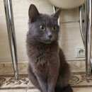 Подробнее об объявлении «Москва Найдена кошка кошечка» Фото: найдена кошка  «Москва Найдена кошка кошечка» в г. Москва