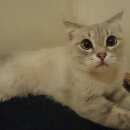 Подробнее об объявлении «Москва Найдена кошка» Фото: найдена кошка >  Скоттиш фолд (шотландская вислоухая) и  скоттиш страйт «Москва Найдена кошка» в г. Москва