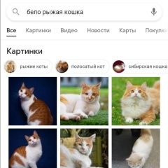 Подробнее об объявлении «Москва Найдена кошка или кот» Фото: найдена кошка  «Москва Найдена кошка или кот» в г. Москва