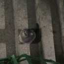 Подробнее об объявлении «Москва Найдена кошка пепельный окрас» Фото: найдена кошка  «Москва Найдена кошка пепельный окрас» в г. Москва