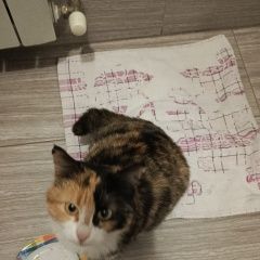 Подробнее об объявлении «Нальчик Найдена кошка» Фото: найдена кошка  «Нальчик Найдена кошка» в г. Нальчик