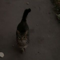 Подробнее об объявлении «Москва Найден кот (возможно кошка)» Фото: найдена кошка  «Москва Найден кот (возможно кошка)» в г. Москва