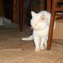 Подробнее об объявлении «Электроугли Найден кот белый, голубоглазый кот» Фото: найдена кошка  «Электроугли Найден кот белый, голубоглазый кот» в г. Электроугли