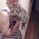 Подробнее об объявлении «Санкт-Петербург Найдена кошка» Фото: найдена кошка  «Санкт-Петербург Найдена кошка» в г. Санкт-Петербург