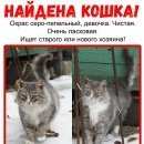 Подробнее об объявлении «Павловский Посад Найдена кошка серо-белая кошка на красной заре» Фото: найдена кошка  «Павловский Посад Найдена кошка серо-белая кошка...» в г. Павловский Посад