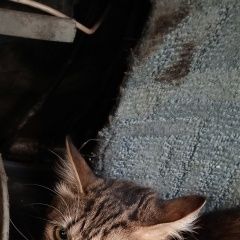 Подробнее об объявлении «Найдена кошка Магадан» Фото: найдена кошка  «Найдена кошка Магадан» в г. Магадан