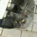 Подробнее об объявлении «Москва Найдена кошка» Фото: найдена кошка  «Москва Найдена кошка» в г. Москва