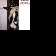 Подробнее об объявлении «Новосибирск Найден кот нашёлся кот в академгородке» Фото: найдена кошка  «Новосибирск Найден кот нашёлся кот в академгородке» в г. Новосибирск