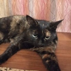 Подробнее об объявлении «Найдена кошка Мытищи» Фото: найдена кошка  «Найдена кошка Мытищи» в г. Мытищи