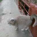 Подробнее об объявлении «Найдена кошка шотландская вислоухая Щербинка» Фото: найдена кошка Шотландская вислоухая «Найдена кошка шотландская вислоухая Щербинка» в г. Щербинка