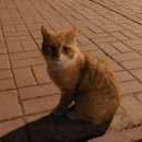 Подробнее об объявлении «Санкт-Петербург Найден кот рыжий кот с коротким хвостом» Фото: найдена кошка  «Санкт-Петербург Найден кот рыжий кот с коротким...» в г. Санкт-Петербург