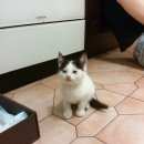 Подробнее об объявлении «Найден кот Троицк» Фото: найдена кошка  «Найден кот Троицк» в г. Троицк