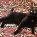 Подробнее об объявлении «Мытищи Найдена кошка» Фото: найдена кошка  «Мытищи Найдена кошка» в г. Мытищи