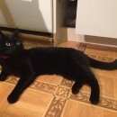 Подробнее об объявлении «Москва Найдена кошка» Фото: найдена кошка  «Москва Найдена кошка» в г. Москва