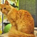 Подробнее об объявлении «Найдена кошка рыжая кошка на ст степанова Лыткарино» Фото: найдена кошка  «Найдена кошка рыжая кошка на ст степанова...» в г. Лыткарино