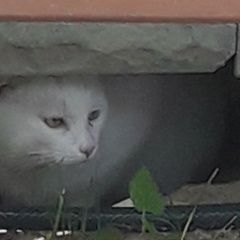 Подробнее об объявлении «Москва Найдена кошка кот чисто белого цвета» Фото: найдена кошка  «Москва Найдена кошка кот чисто белого цвета» в г. Москва