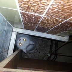 Подробнее об объявлении «Липецк Найдена кошка или кот» Фото: найдена кошка Британская короткошерстная «Липецк Найдена кошка или кот» в г. Липецк