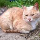 Подробнее об объявлении «Одинцово Найден кот светло-рыжий кот с белой манишкой» Фото: найдена кошка  «Одинцово Найден кот светло-рыжий кот с белой...» в г. Одинцово