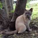 Подробнее об объявлении «Москва Найден кот в свао» Фото: найдена кошка  «Москва Найден кот в свао» в г. Москва