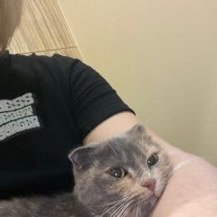 Подробнее об объявлении «Екатеринбург Найдена кошка» Фото: найдена кошка  «Екатеринбург Найдена кошка» в г. Екатеринбург