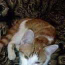 Подробнее об объявлении «Москва Найдена кошка» Фото: найдена кошка  «Москва Найдена кошка» в г. Москва