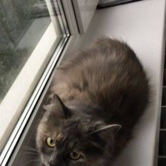 Подробнее об объявлении «Москва Найдена кошка около метро щелковская» Фото: найдена кошка  «Москва Найдена кошка около метро щелковская» в г. Москва