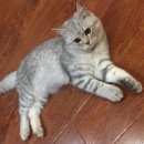 Подробнее об объявлении «Найден кот Оренбург» Фото: найдена кошка Британская длинношерстная «Найден кот Оренбург» в г. Оренбург