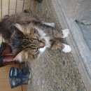 Подробнее об объявлении «Найдена кошка кошечка молоденькая в добрые руки Можайск» Фото: найдена кошка  «Найдена кошка кошечка молоденькая в добрые руки...» в г. Можайск