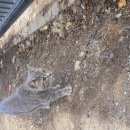 Подробнее об объявлении «Найдена кошка июляг. серо-голубая Голицыно (Московская обл.)» Фото: найдена кошка  «Найдена кошка июляг. серо-голубая Голицыно...» в г. Голицыно (Московская обл.)